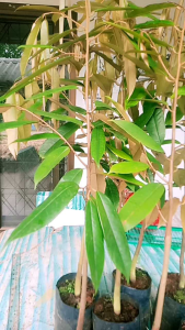 มูซังคิง(มูซานคิง)เสียบยอดพร้อมปลูกความสูง40-50ชม.ชุด2ต้น*ชื่อ10ต้นแถม1ต้น