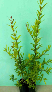 [ชุด] ต้นทับทิม ชุด 2 ถุง ขนาด 30-40 เซนติเมตร