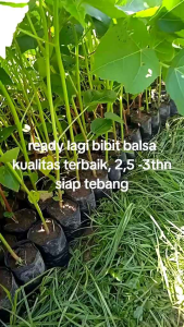 biji balsa super premium 10.000 biji