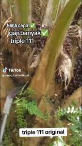 (100% Original) Sabit Sawit CAP 111/ Pisau Sabit 111/Sickle Oil Palm Brand 111/terus pakai