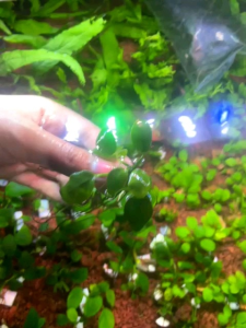 Anubias Nana 1 rizhom full daun air - Tanaman Aquascape - low co²
