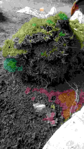 MURAH!! Rumput Peking/Jepang 50 Lempeng