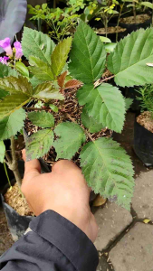 Blackberry Plant (Rubus fruticosus) -  - Pokok Blackberry - ब्लैकबेरी पौधा Blackberry Plant – A Delicious Addition to Your Indoor Garden Vitamin-Rich Berries Compact Grower Edible & Ornamental LIVE PLANT