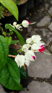 Exquisite Clerodendrum  Unleash The Beauty of Bleeding Heart Vine