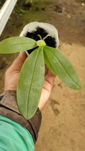 anggrek bulan remaja Phalaenopsis Artemis bibit bunga primary hybrid tanaman hias silangan unik cantik