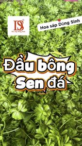 [ C444 ] ( 500 GRAM ) Đầu bông hoa sen đá bông to cỏ điểm hoa điểm sen đá