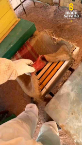 Madu Murni Klanceng Pure 100% Alami Organik