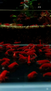 🔥CKH Aquatic🔥Red Cherry shrimp Grade A