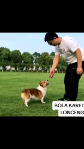 BOLA LONCENG KARET 7 WARNA MAINAN KUCING