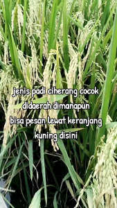 BENIH PADI CI HERANG 77 SUPER (1KG)