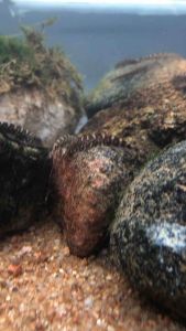 Blue Zebra Borneo Sucker/Loach/Readystock/Freshwater/OrnamentalFish