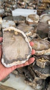 ไม้กลายเป็นหิน ของประดับตกแต่งบ้านวินเทจ