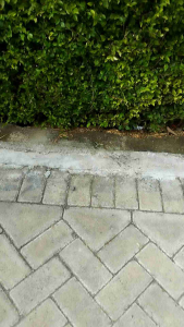 Bunga Peony Kain Organdi Dekorasi Pelaminan