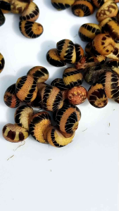 ฝักทองลายเสือ ฝักทองแดง แม่บ้านประจำตู้🐟