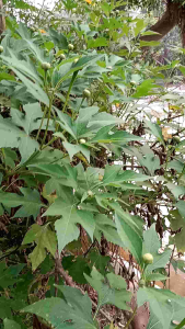 jual daun insulin atau kipait 500g
