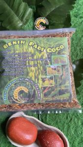 Benih Padi GOGO: 500 Gram Bibit Padi Huma Darat Impor