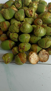Tembuluk/Bululuk/beluluk isi 10pcs kelapa muda kecil obat herbal alami