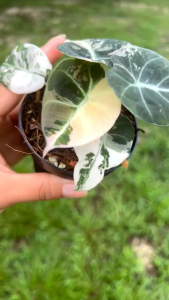 Alocasia black velvet pink variegatedต้นลูกด่างแล้วขนาดเล็กกระถาง2-3นิ้ว