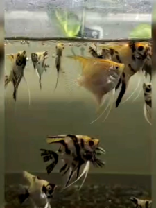 LIVE FISH / Angle fish(Mix colour) 神仙鱼 4-5cm very aktive