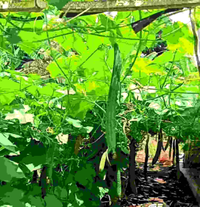 BIJI/BENIH TANAMAN GAMBAS OYONG CLARISSA