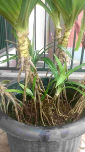 Stop kran stainless stell sus 304 / Stop keran single 1/2 inch