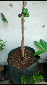 Pohon Anggur Brazil Preco Berbuah