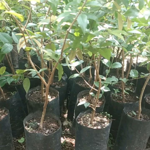 Bibit Anggur Brazil Jenis Preco: Panduan Lengkap