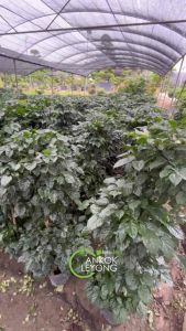 TKL - Big Size Radermachera Houseplant/Shape 大型绿宝/幸福树