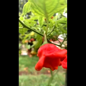 5 BUTIR BIJI/BENIH UNIK BISHOP CROWN/CABE LONCENG (BISA KOMSUMSI)