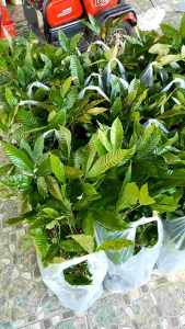 คริสตันสีม่วงจัมโบ้ 25-30เซน ต้นลำใย 25-30 มม. พร้อมลงปลูก