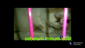obat flu kucing / flu berat dan flu menahun