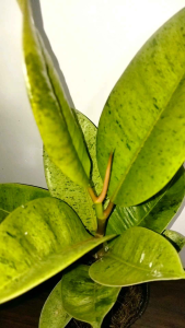 Ficus Shivereana Moonshine Rubber Tree