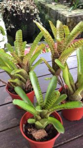 Neoregelia Popoki ( Bromeliad / 積水风梨 )