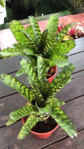 Aechmea Correia Araujoy ( Bromeliad / 積水风梨 )