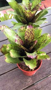Neoregelia Caviar Plants (積水风梨/bromeliad )