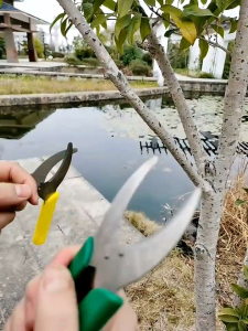 Alat Bonsai dan Berkebun Alat Cangkok Gunting Cangkok Import China