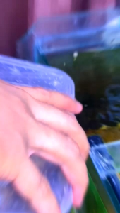 CACING GRINDAL WORM 2000ml GRINDAL WORMS PAKAN HIDUP TETRA CUPANG NEON BURAYAK PAKAN IKAN KECIL CACING GRINDAL