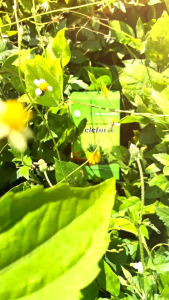 Kapsul Relefura Herbal Alami Bpom 100%-1 Botol isi 60 kapsul mengatasi asam urat pegel linu Sakit pinggang nyeri sendi encok kesemutan dll