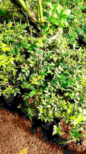 PROMO!! tanaman anggur brazil / Bibit pohon anggur brazil