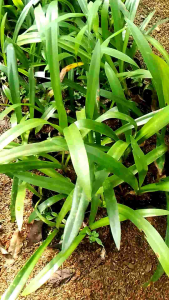 PROMO!! (COD) Paket 6 Tanaman hias bunga bakung amarilis