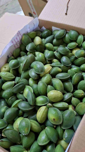 Quả bàng ta tươi 1kg khách đặt mới hái