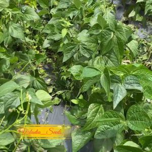 [Virladia Seeds] Biji Benih tanaman buncis tegak Baby Beans (Biji Hitam)