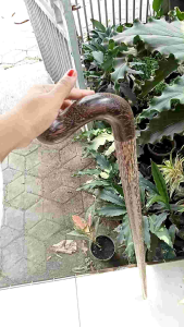 Tongkat jalan kayu liwung macan model payung