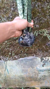 Tanaman Hias Hidup Sansivera Lidah Mertua Superball Hidup Hiasan Rumah Pembersih Udara Penyerap Racun