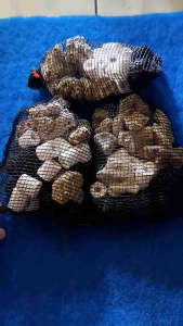 Paket Murah Aquarium 3 in 1 & Waring Bioball Bioring Karang Jahe