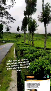 DEAMOND SUSU KAMBING PREMIUM: Nutrisi Tinggi & Rasa Enak