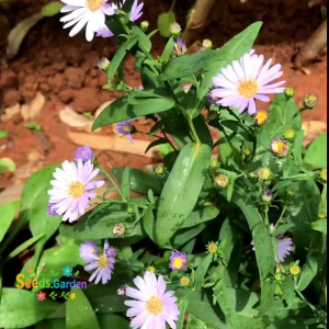 150 BUTIR BIJI/BENIH BUNGA ASTER SKY BLUE