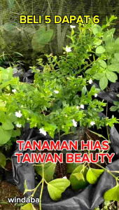windaba - tanaman hias taiwan beauty rimbun bunga warna putih ( beli 5 dapat 6 )