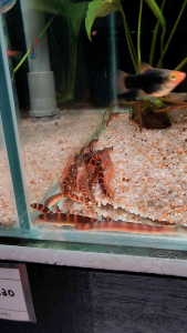 Calico Kuhli Loach (Pangio kuhlii) Freshwater Fish 马蛇