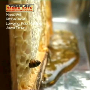 Madu Propolis Infeksi Asli (Rimba Raya) 15 kg
